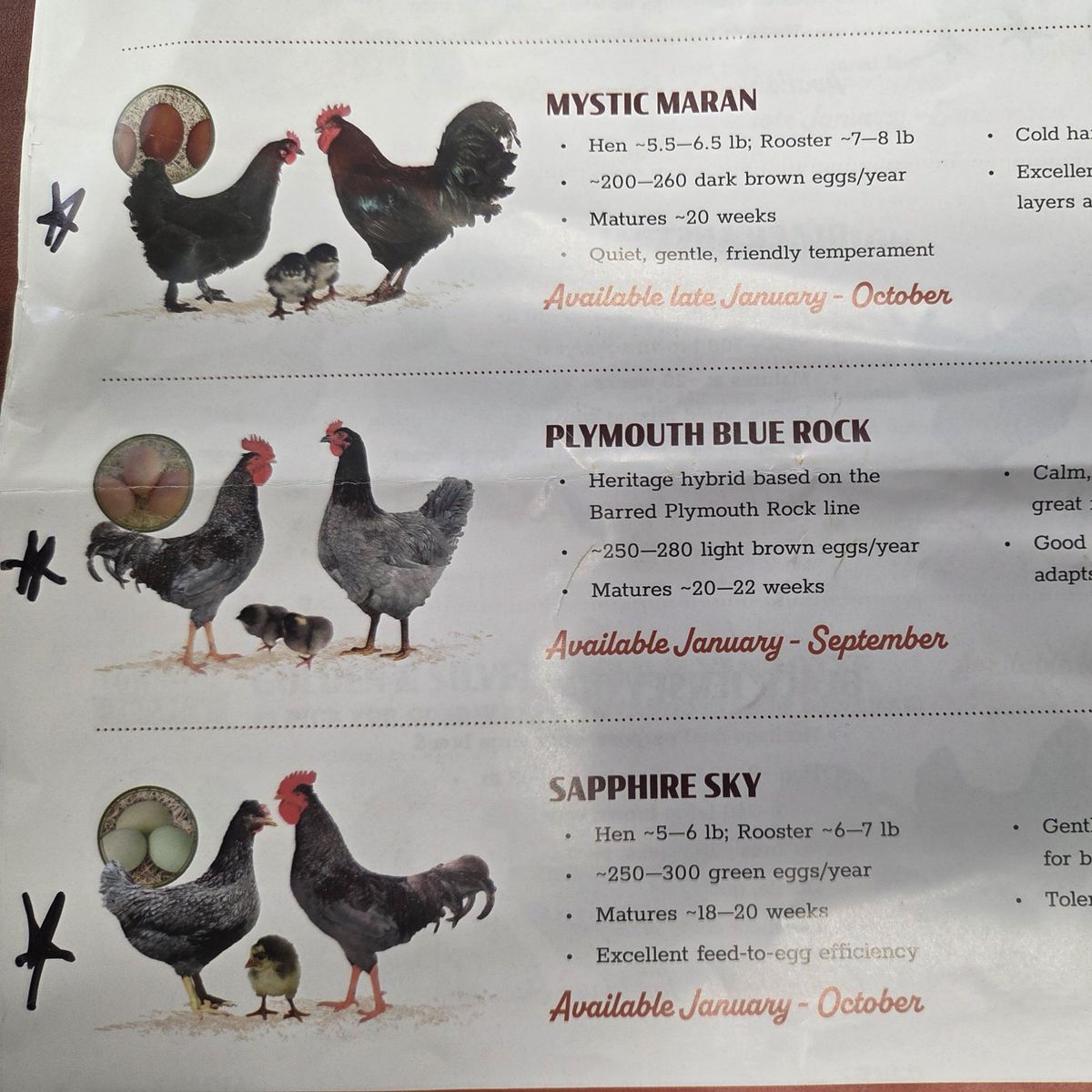 Premium Breed Pullets