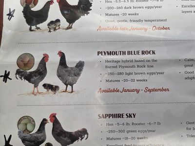 Premium Breed Pullets