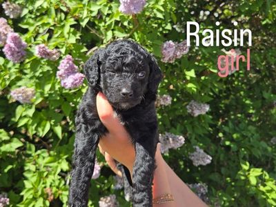 Golden Mountain doodles for sale