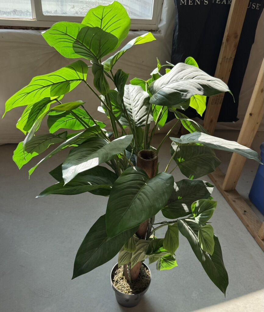Two (2) Silver Philodendron - Faux Houseplants