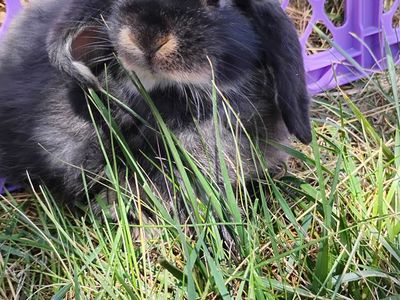 Holland lop bunny