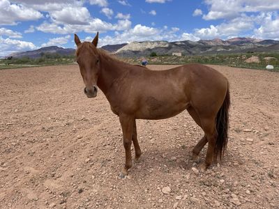 AQHA Barrel Horse