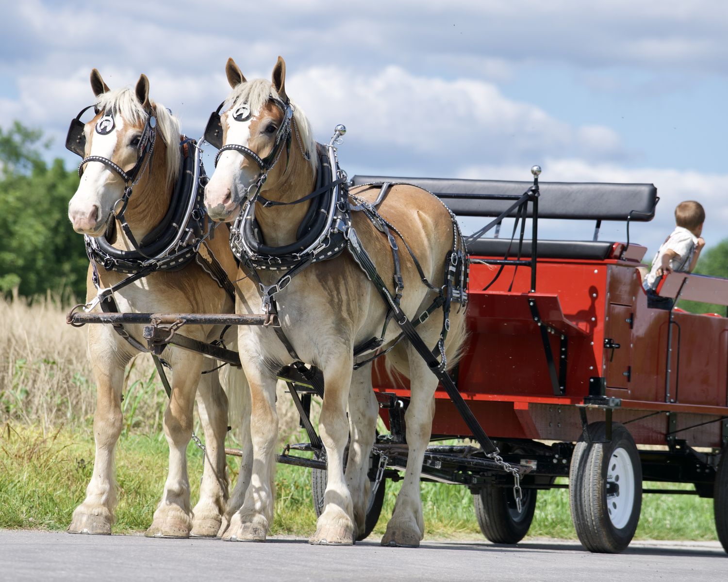 Meet Trooper & Sarge - True Gentle Giants - Belgian Draft Horse Team