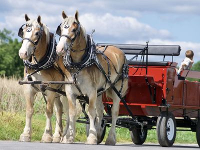 Meet Trooper & Sarge - True Gentle Giants - Belgian Draft Horse Team