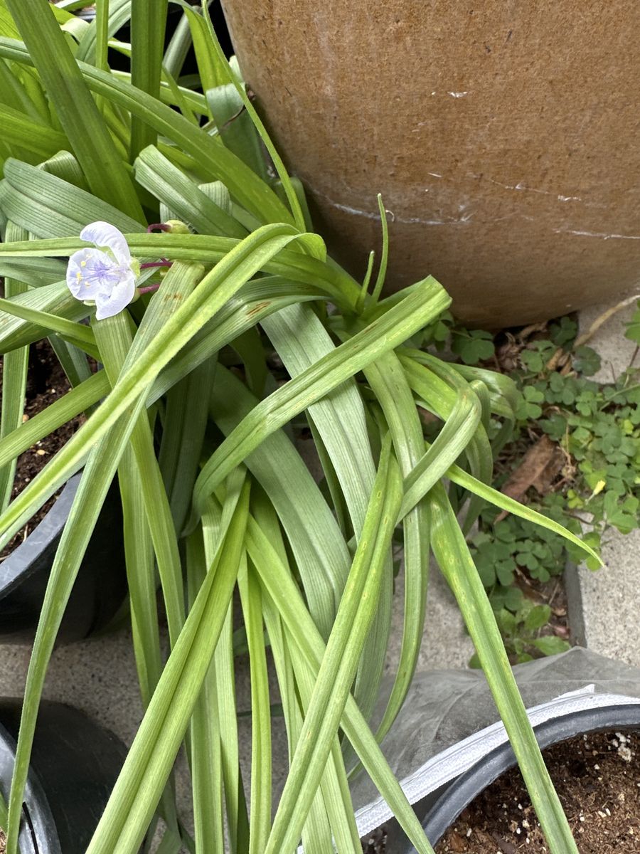 Spiderwort Starter Plant