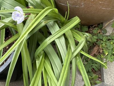 Spiderwort Starter Plant