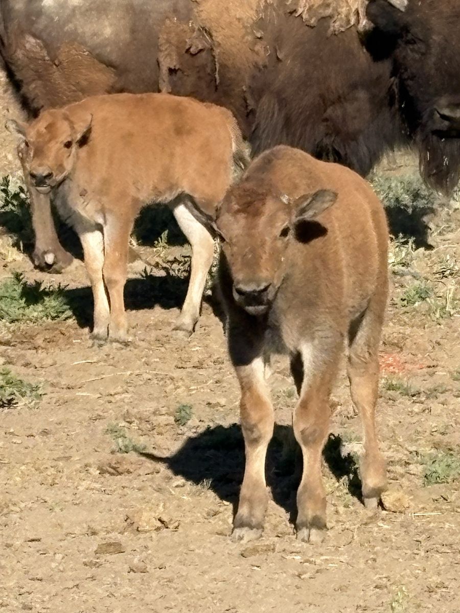 Buffalo/Bison bull calves