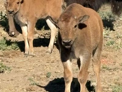 Buffalo/Bison bull calves