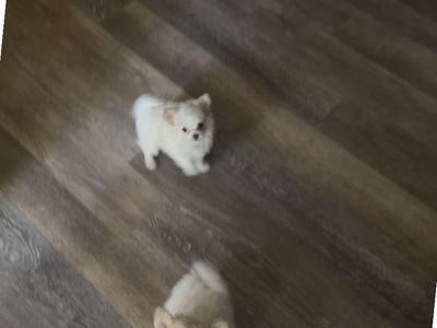 Pomeranian/poodle/Chihuahua mixed