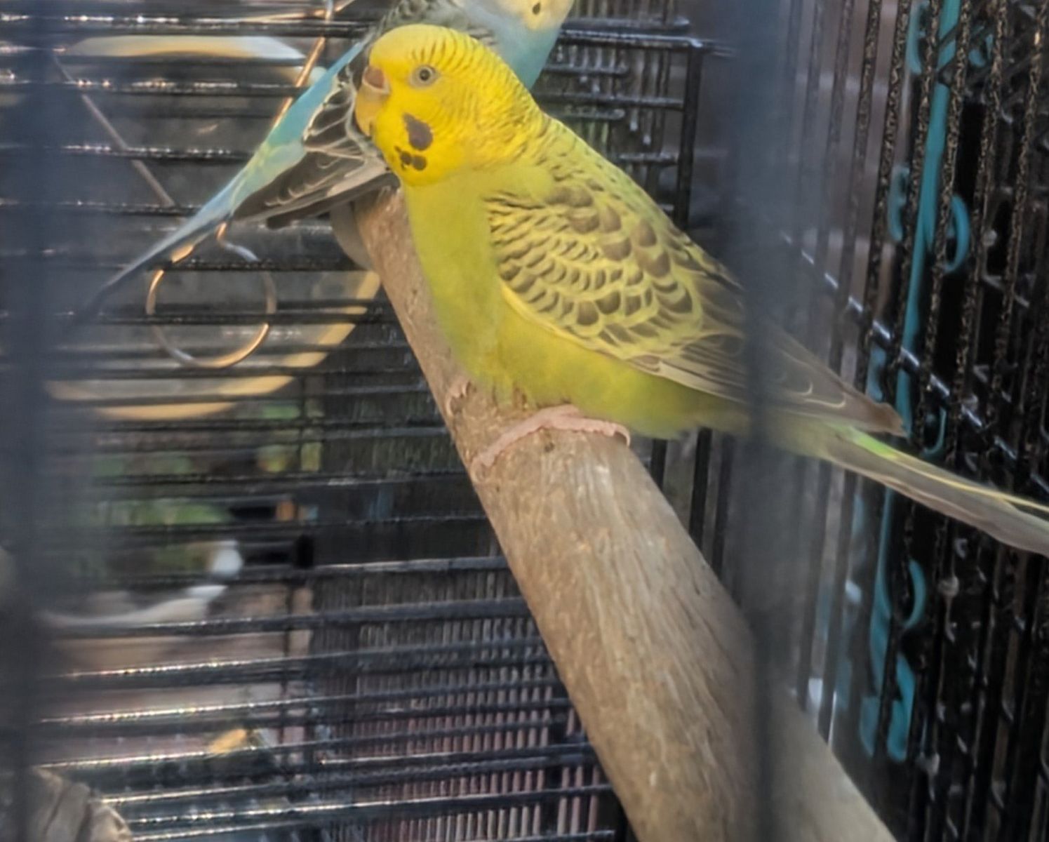 female parakeet