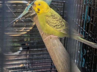 female parakeet