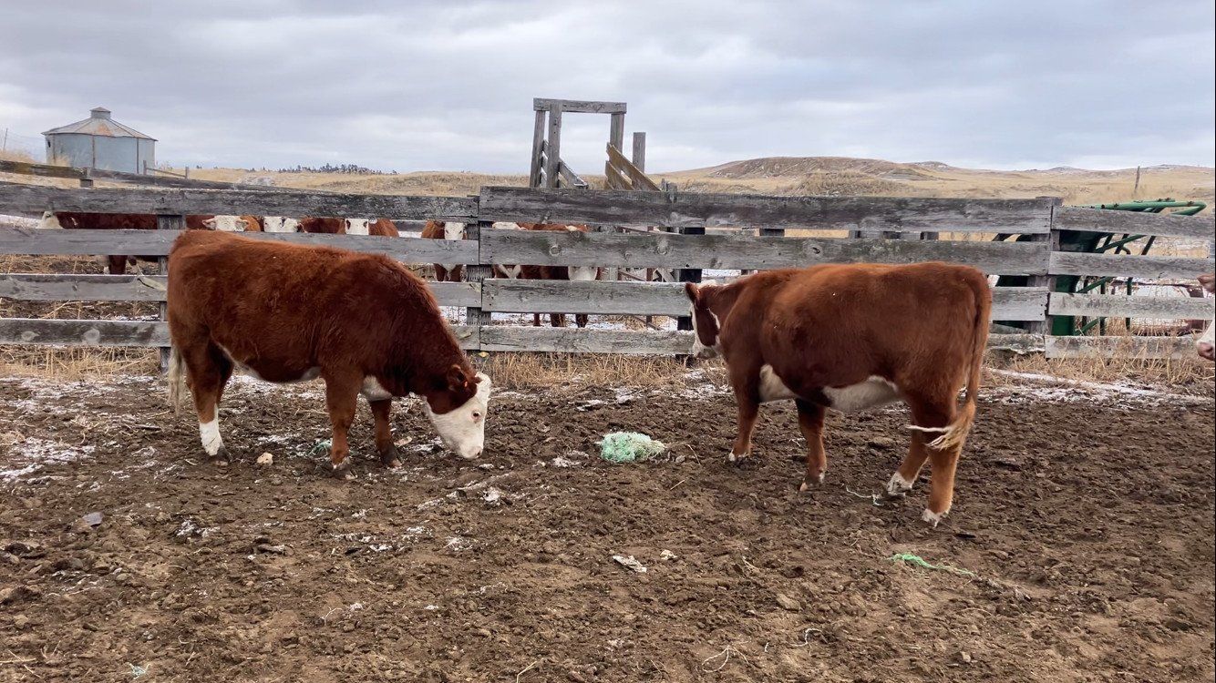 20 Hereford Heifers bred to Black Angus Bull