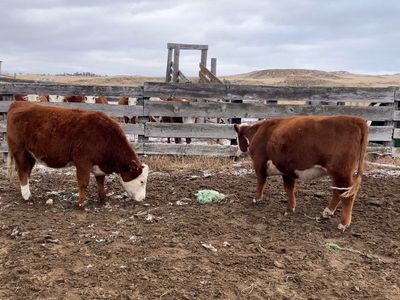 20 Hereford Heifers bred to Black Angus Bull