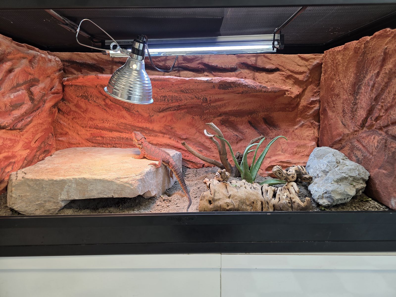 Custom Reptile Enclosure Backgrounds – Realistic Rock, Thematic Designs & Heavy-Duty Durability!