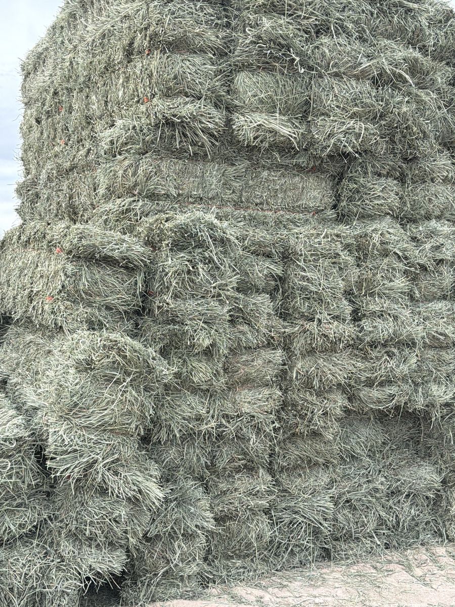 Timothy grass