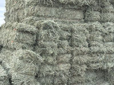 Timothy grass