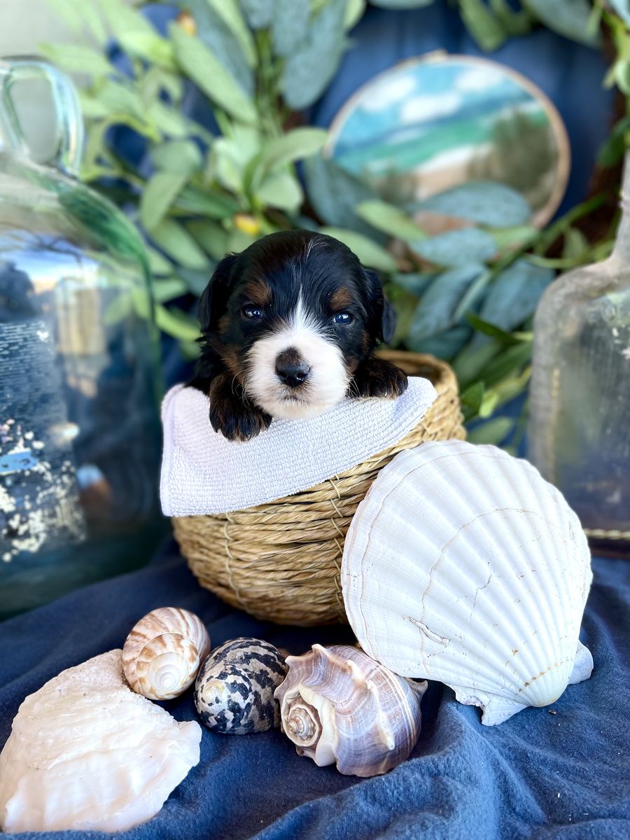 Australian Mountain Doodles Aussie Bernedoodles