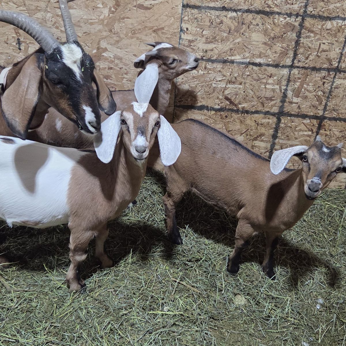 Alpine/Nubian Milk Goats (Moms & Kids)