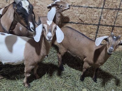 Alpine/Nubian Milk Goats (Moms & Kids)