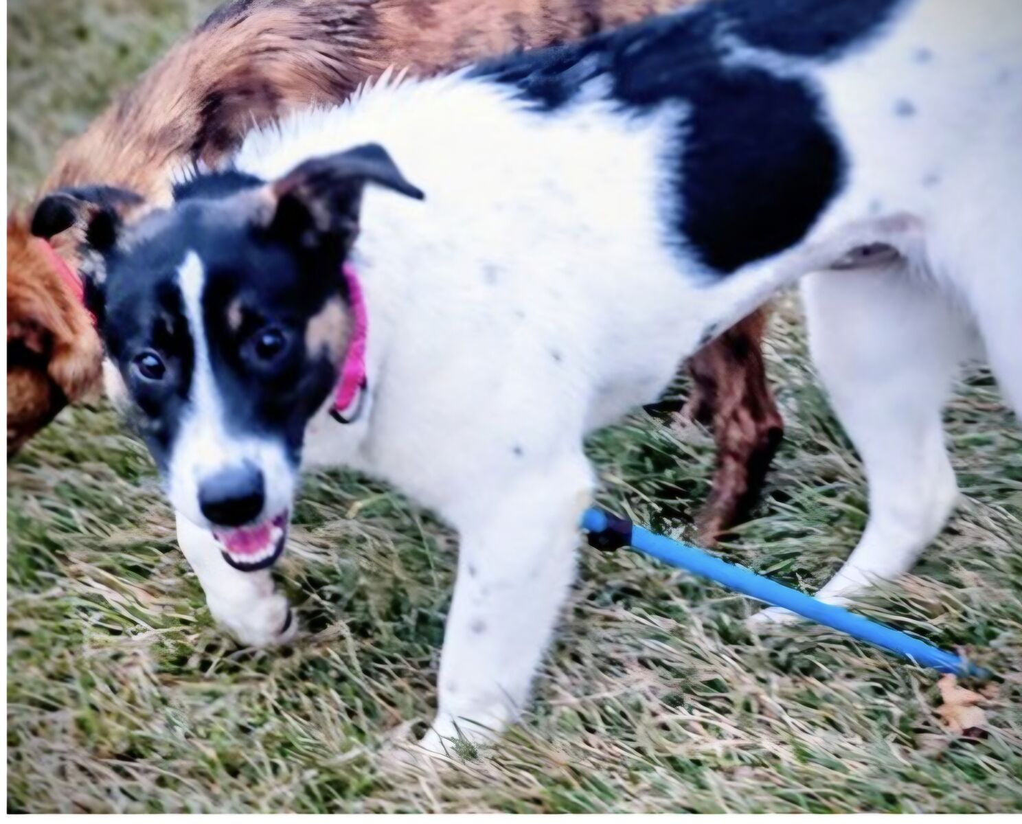 Sweet Angel, cattle dog mix puppy looking for a home