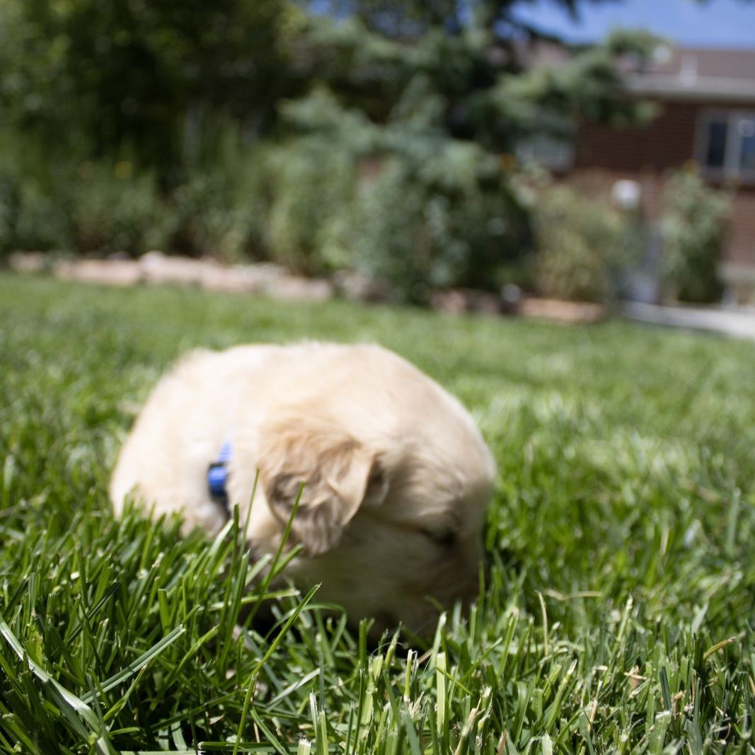 AKC Registered Golden Retriever Puppies - 5 Girls $1500, 4 Boys $1200- Heber City