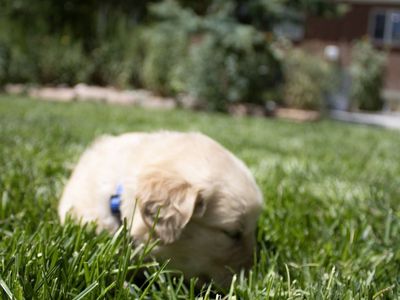 AKC Registered Golden Retriever Puppies - 5 Girls $1500, 4 Boys $1200- Heber City