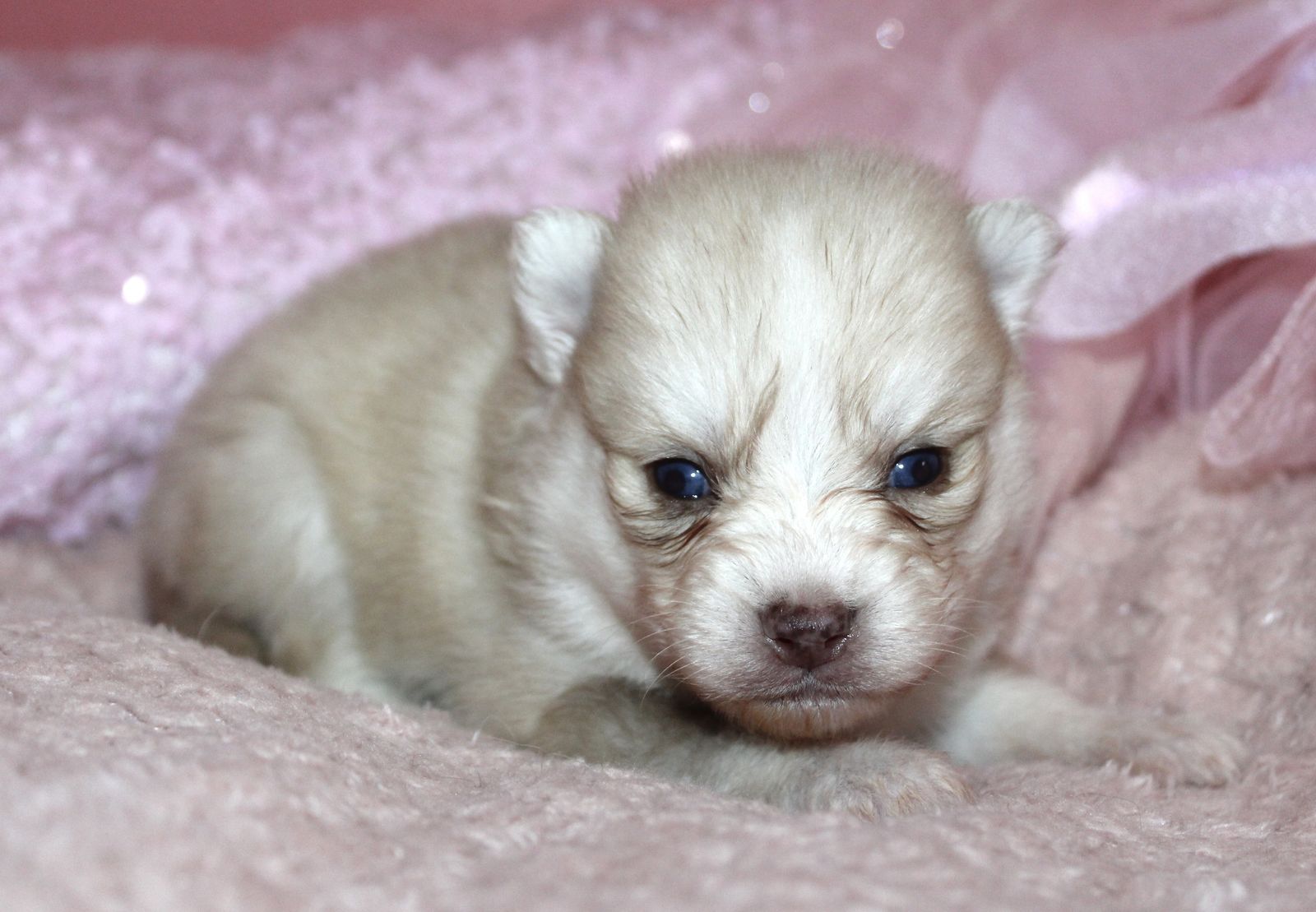 Gorgeous Pomsky Puppies
