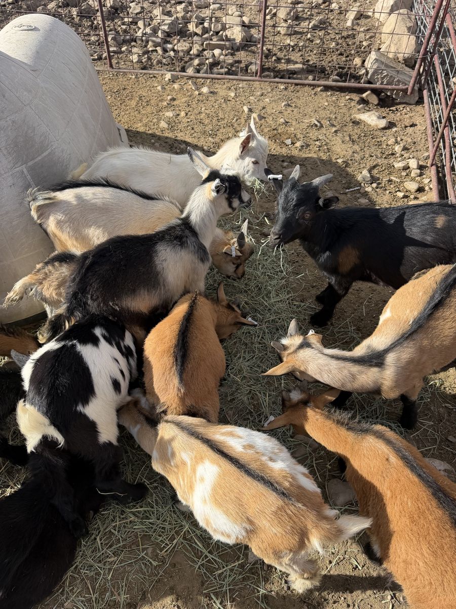 Nigerian Dwarf Kid Goats - Assorted Colors