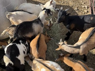 Nigerian Dwarf Kid Goats - Assorted Colors
