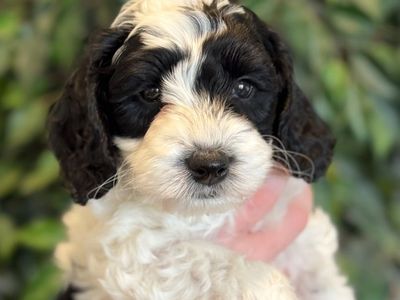 ADORABLE Australian Labradoodles