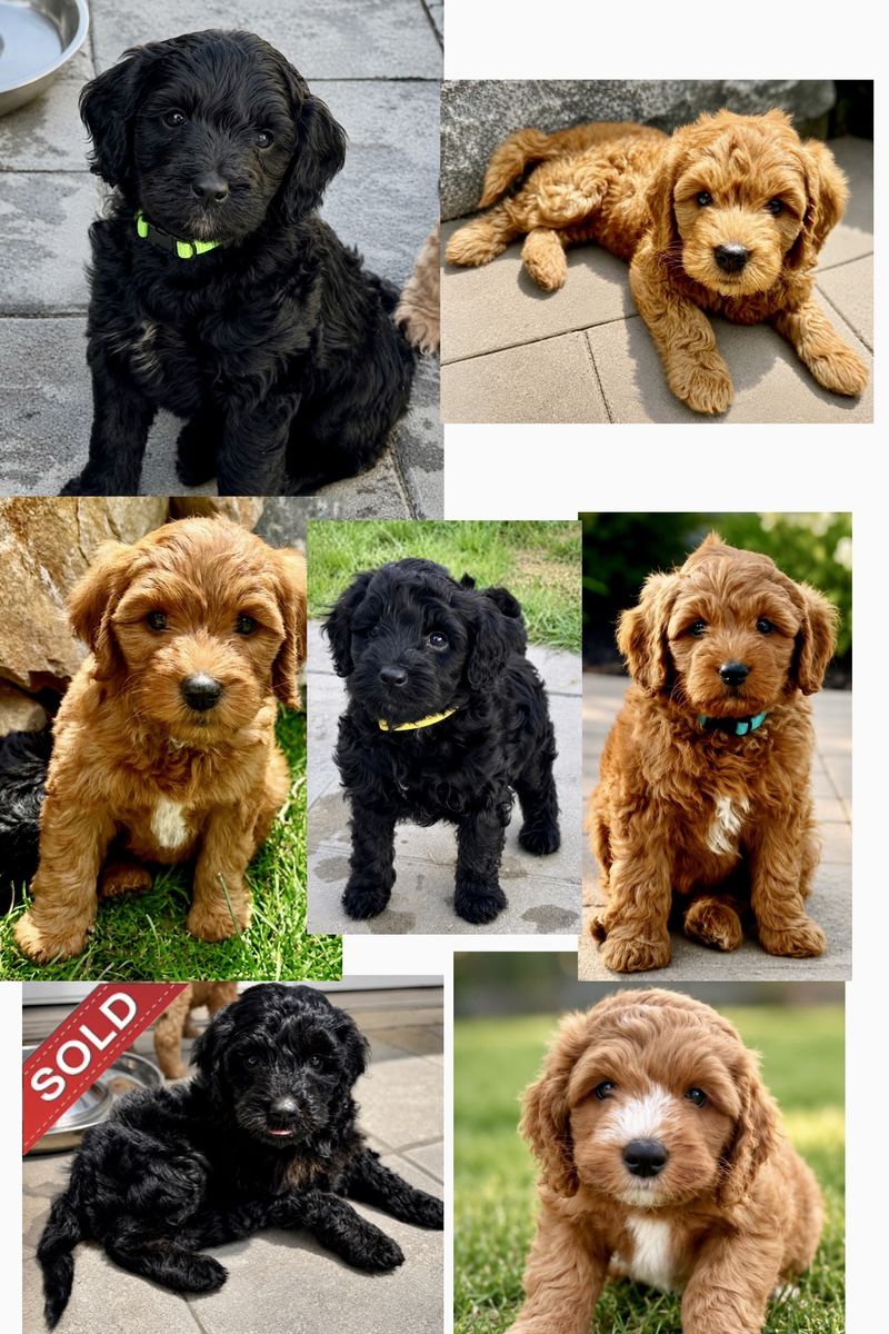 Mini Bernedoodle Multi-Gen Puppies | Expected 25–35 lbs will be ready for their forever homes 08/14