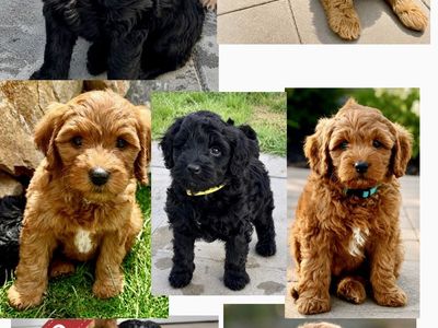 Mini Bernedoodle Multi-Gen Puppies | Expected 25–35 lbs will be ready for their forever homes 08/14