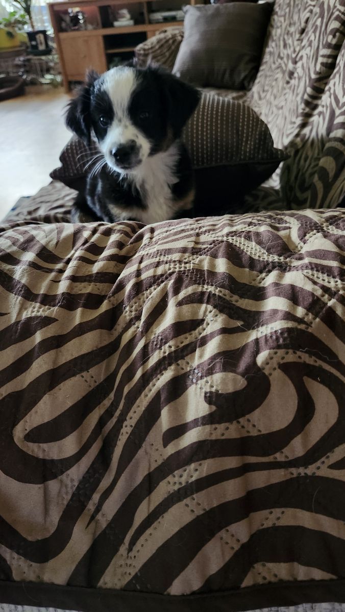Male Toy Aussie