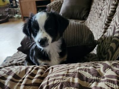 Male Toy Aussie