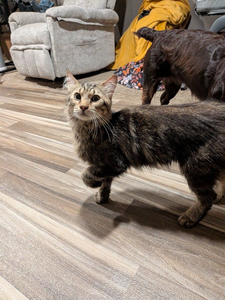 domestic long hair kitten