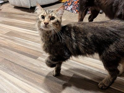 domestic long hair kitten