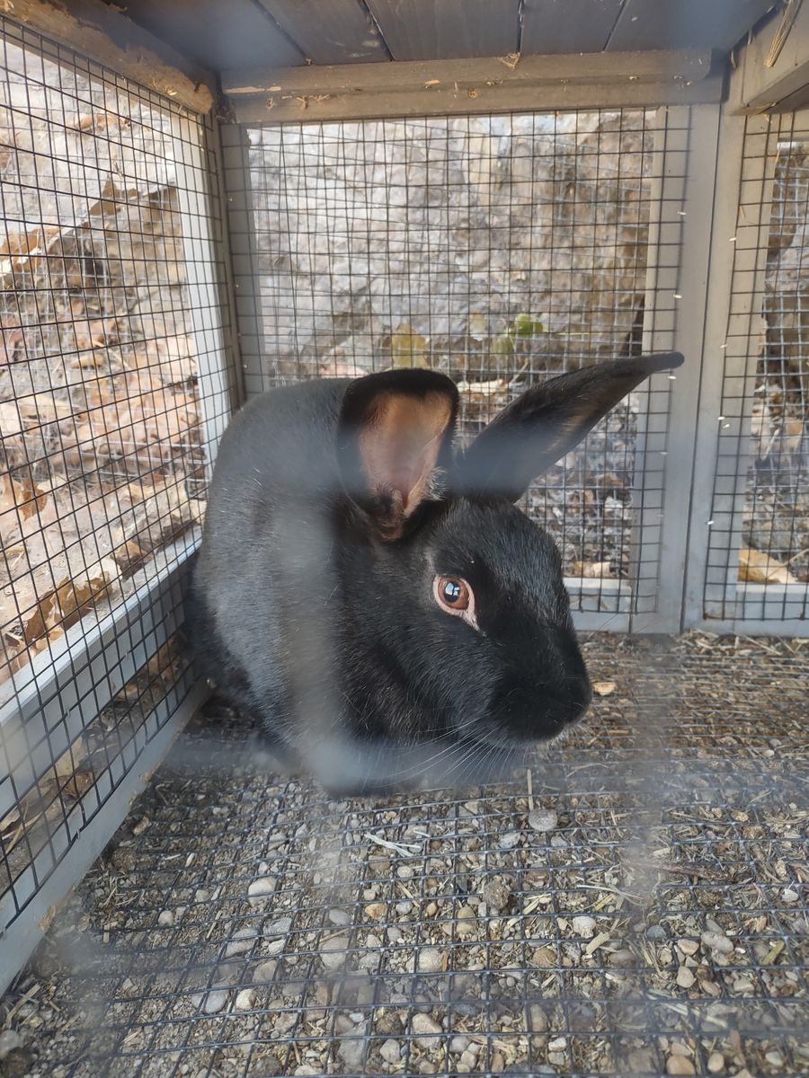 Doe: New Zealand cross, 1.5 Yr old