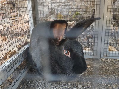 Doe: New Zealand cross, 1.5 Yr old