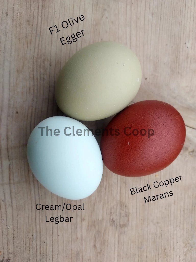 Chicks & hatching eggs