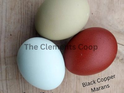 Chicks & hatching eggs