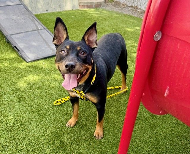A162828 Jazmine Available for Adoption!