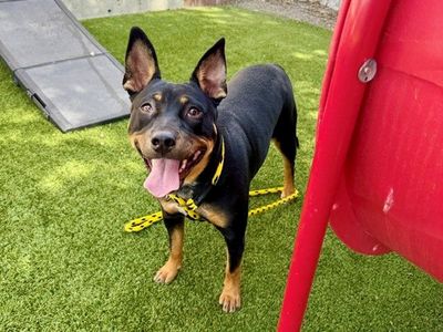 A162828 Jazmine Available for Adoption!