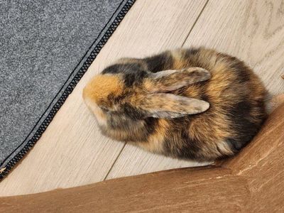 1 left! Beautiful rescued baby bunnies