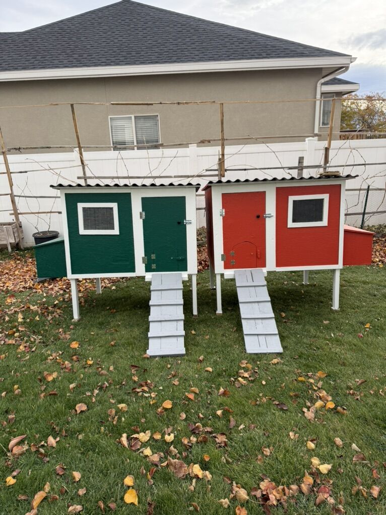 Clean Chickens Hens Coops New