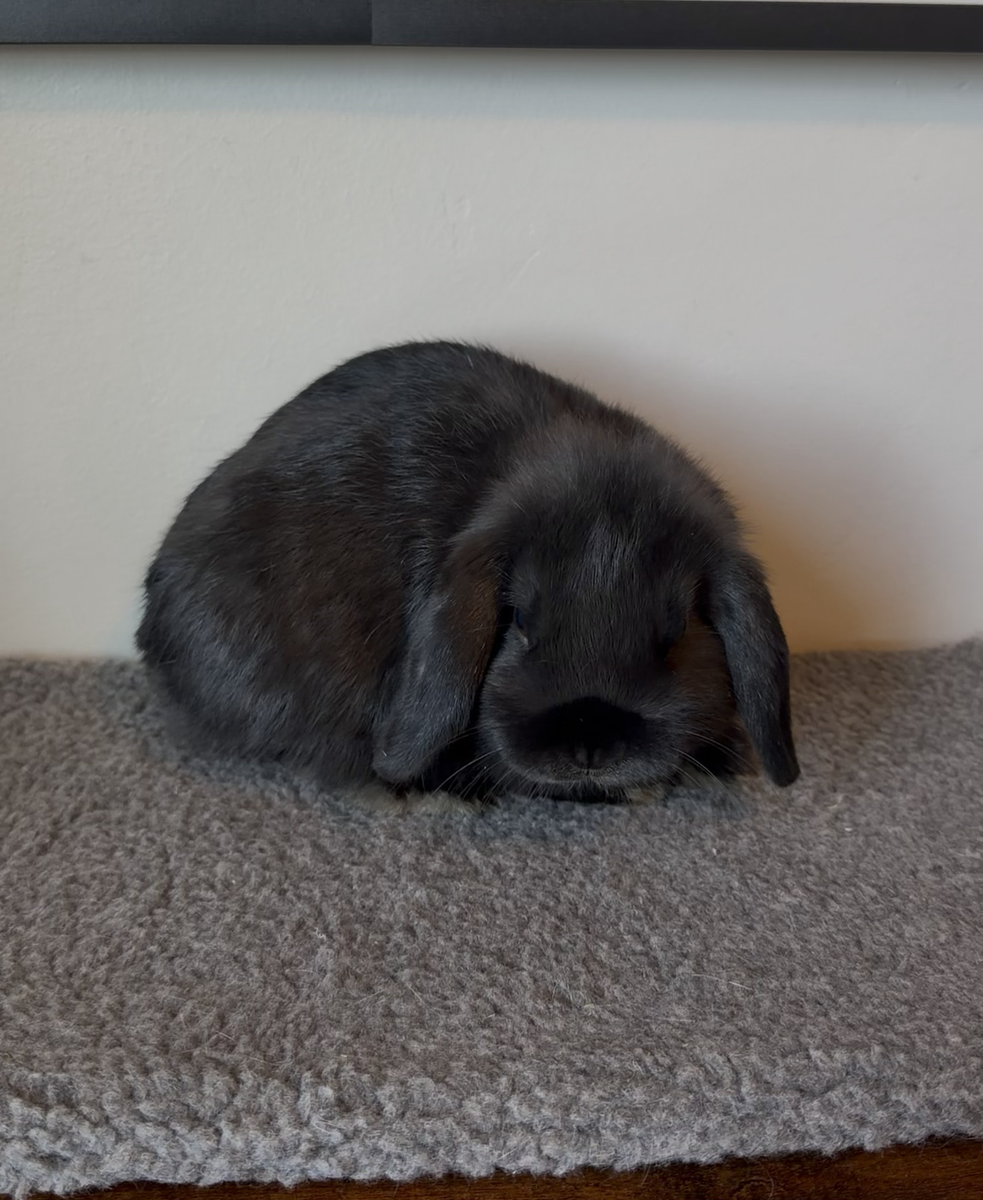 14wk old Holland Lop Buck