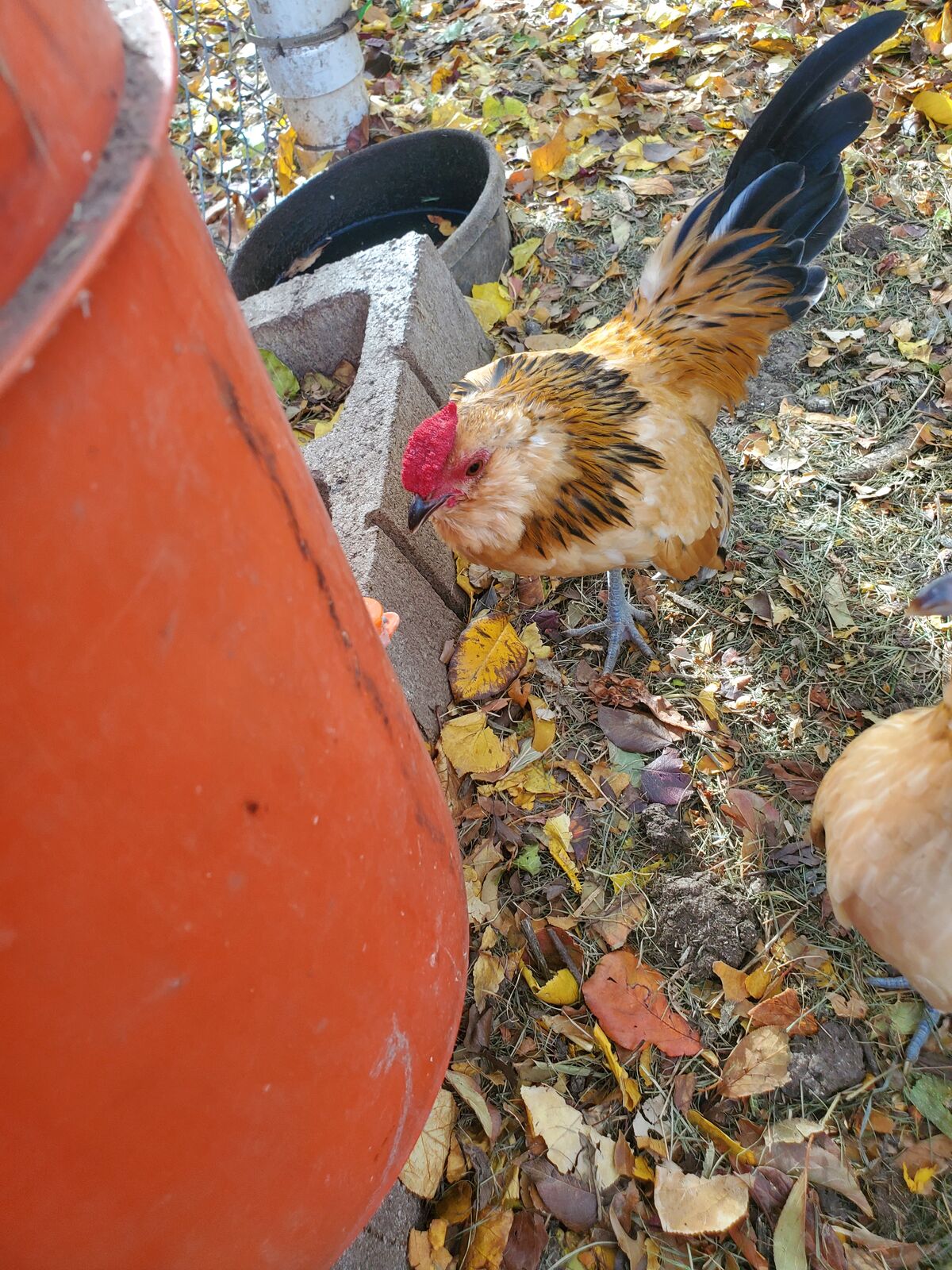 Sebright chickens