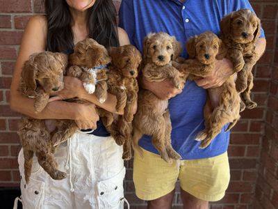 Adorable Mini Goldendoodle Puppies - Ready for Their Forever Homes!