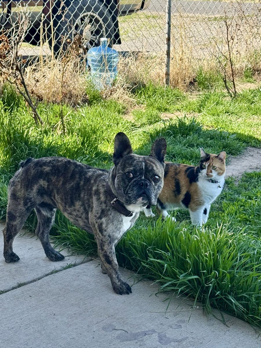 *~*AKC Registered French Bulldog for STUD*~*