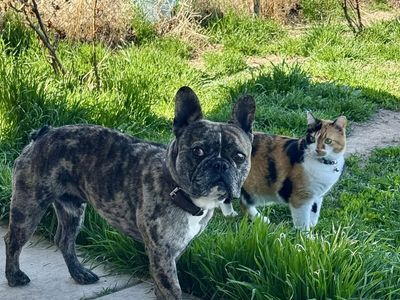*~*AKC Registered French Bulldog for STUD*~*