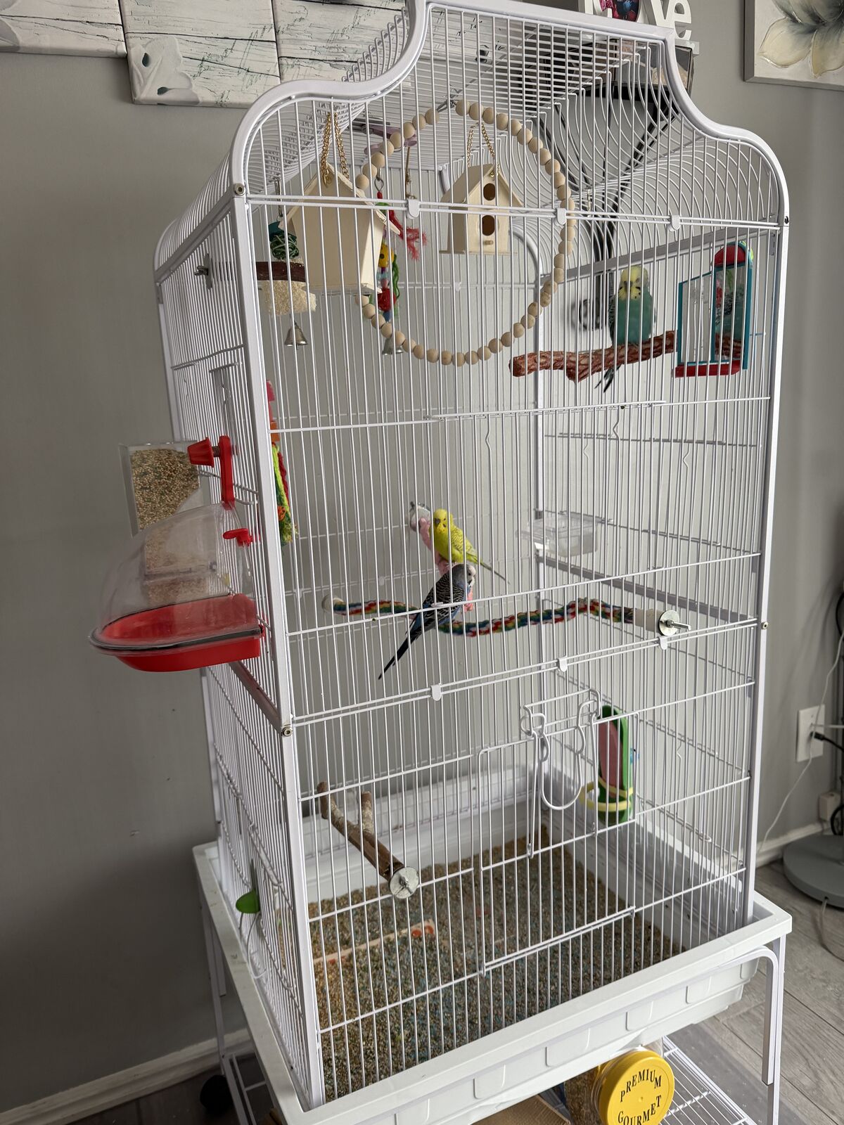 Parakeets For Sale
